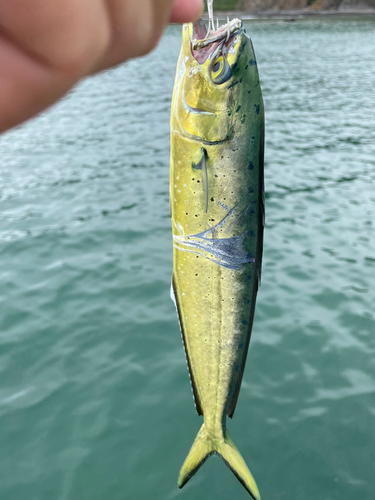 シイラの釣果