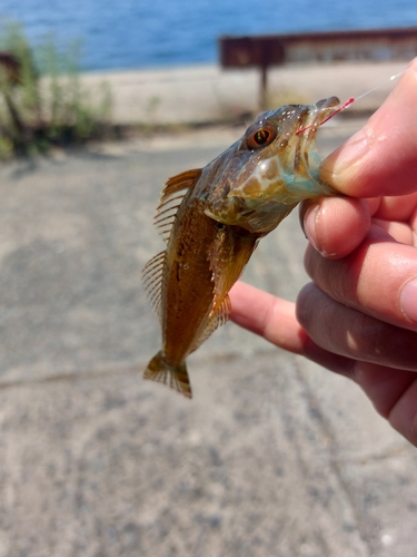 ハゼの釣果