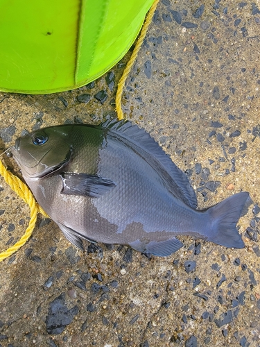 メジナの釣果