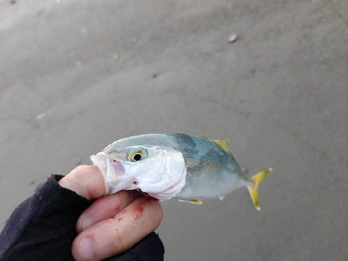 イナダの釣果