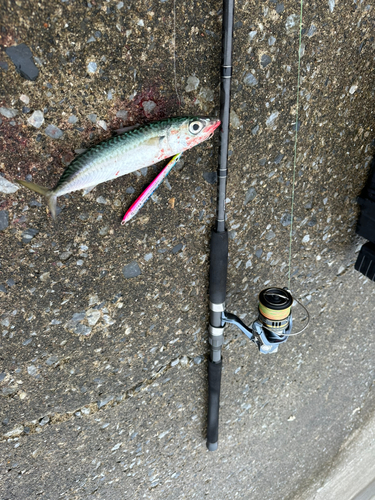 サバの釣果