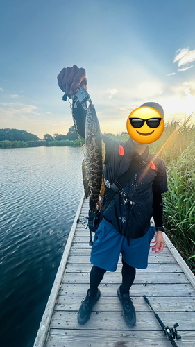 ライギョの釣果