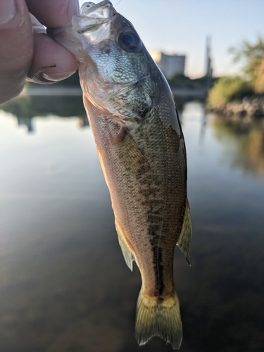 ラージマウスバスの釣果