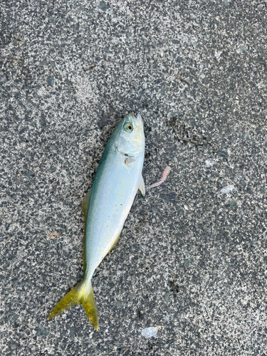 ツバスの釣果