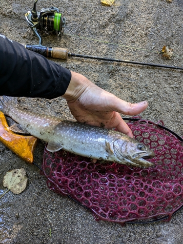 イワナの釣果