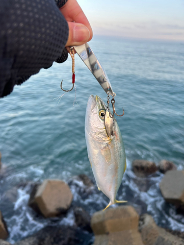 ワカシの釣果