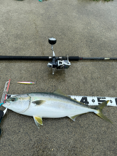 イナダの釣果