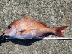 マダイの釣果