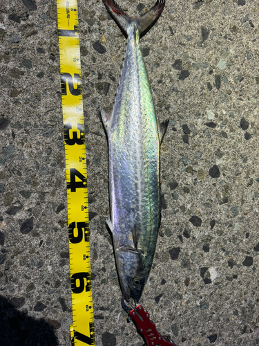 サワラの釣果