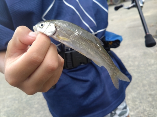 ウグイの釣果