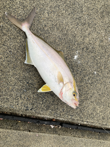 ショゴの釣果