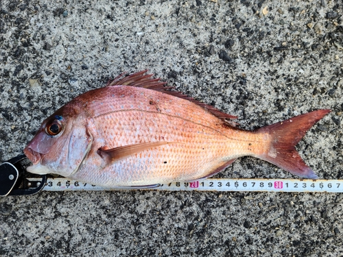 マダイの釣果