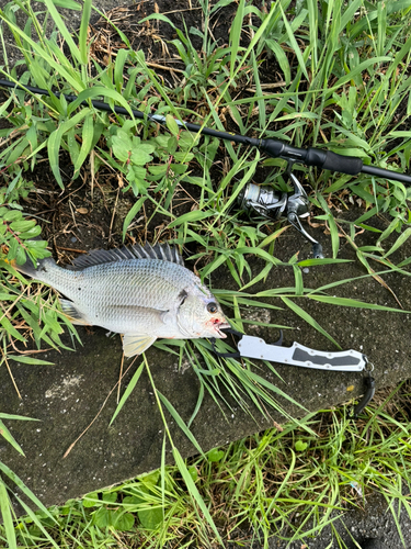 タイの釣果