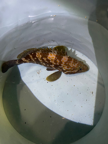 タケノコメバルの釣果