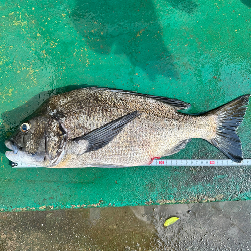 チヌの釣果