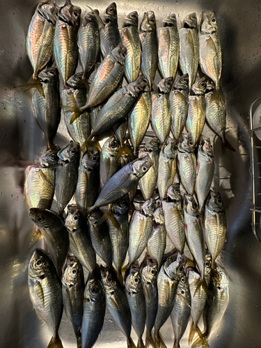 アジの釣果