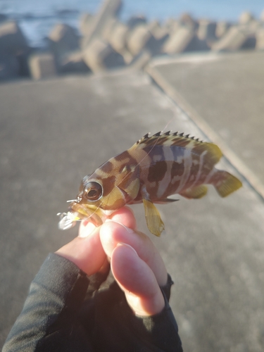 アカハタの釣果