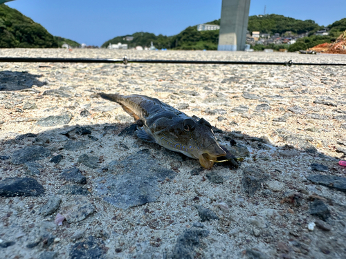 メゴチの釣果