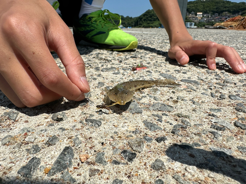 メゴチの釣果