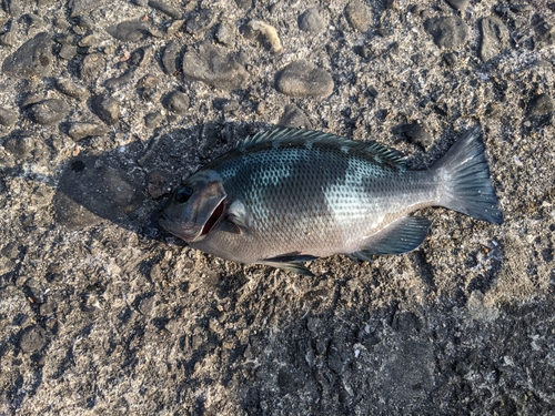 グレの釣果