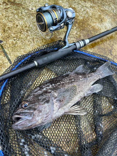 クロソイの釣果