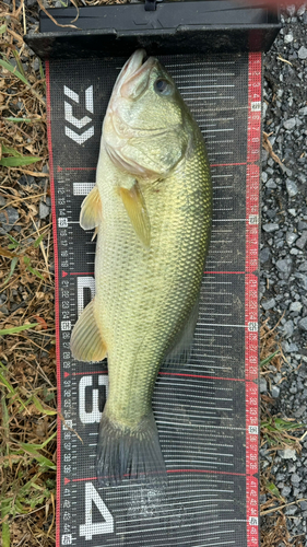 ブラックバスの釣果