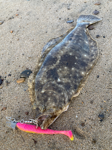 ソゲの釣果