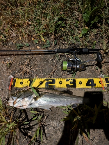 シーバスの釣果