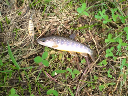 イワナの釣果