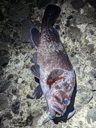 マゾイの釣果