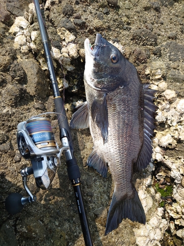 チヌの釣果