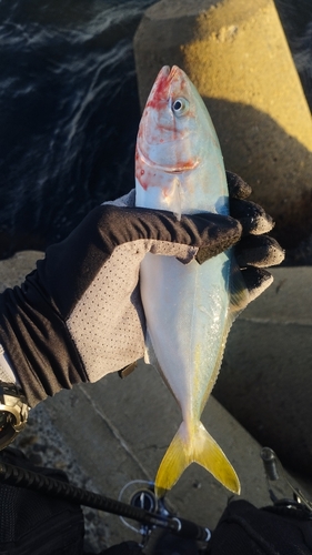 ツバスの釣果