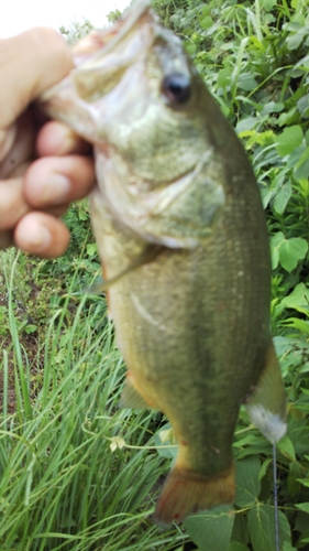 ラージマウスバスの釣果