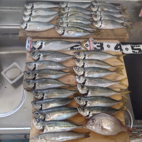 アジの釣果