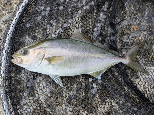 ネイリの釣果