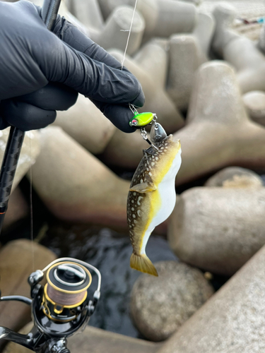 フグの釣果