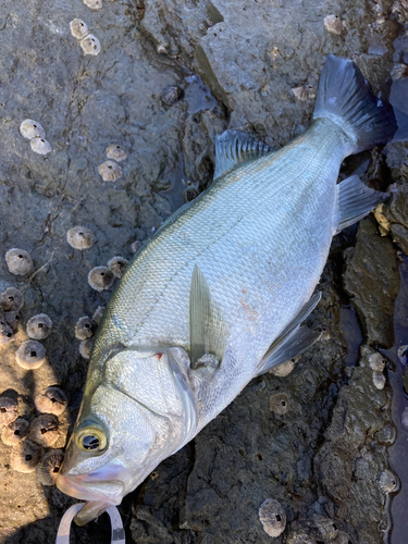 ヒラスズキの釣果