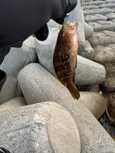 キジハタの釣果