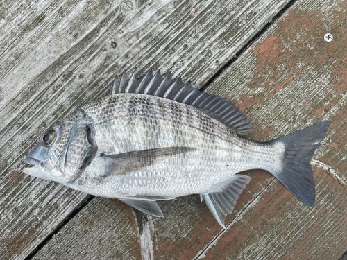 クロダイの釣果