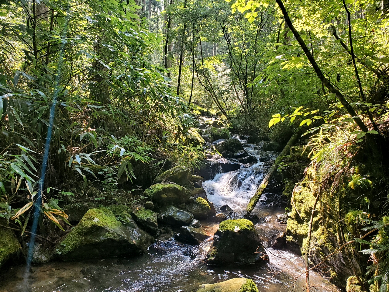 イワナ