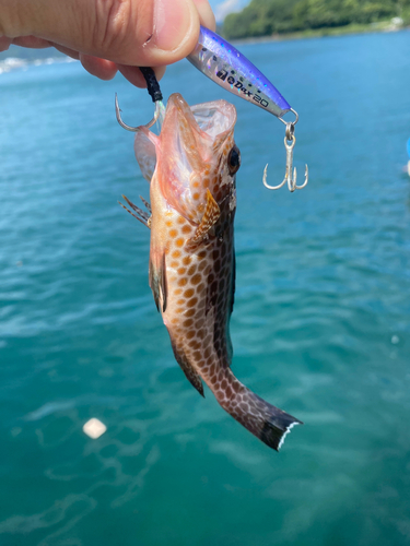 オオモンハタの釣果