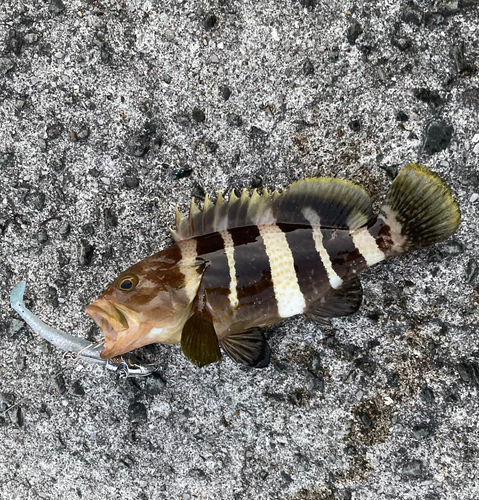 アオハタの釣果