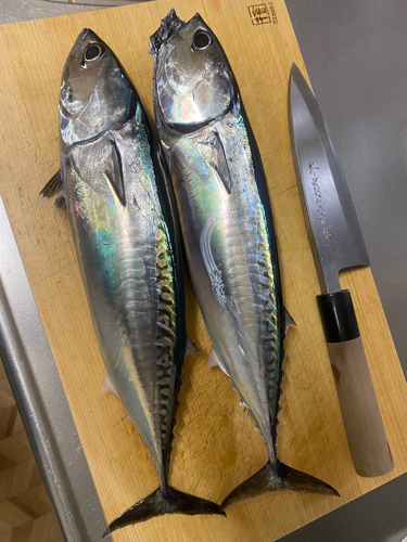 マルソウダの釣果