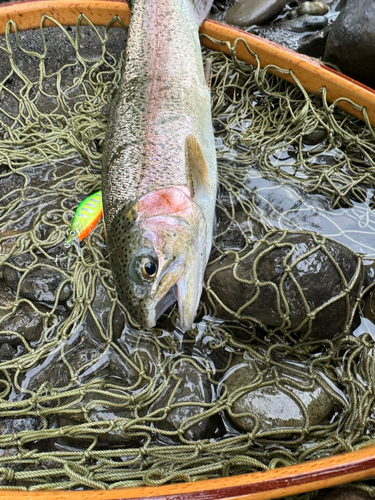 ニジマスの釣果