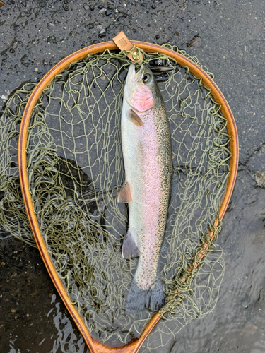 ニジマスの釣果