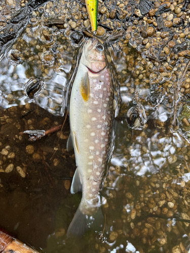 アメマスの釣果