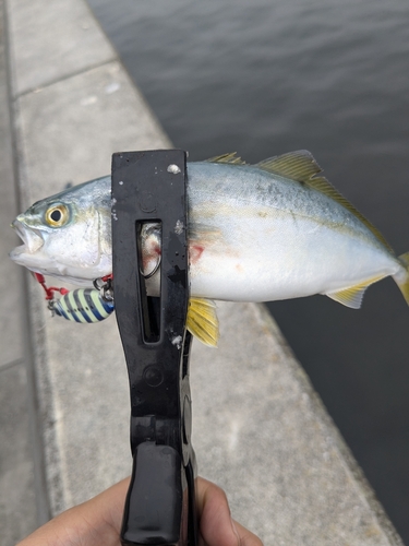 ワカシの釣果