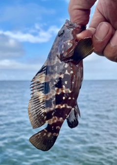 キジハタの釣果