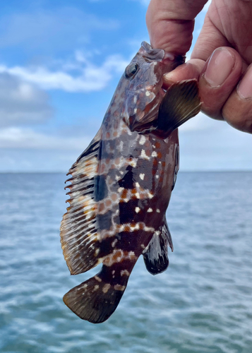 キジハタの釣果