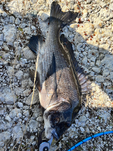 クロダイの釣果